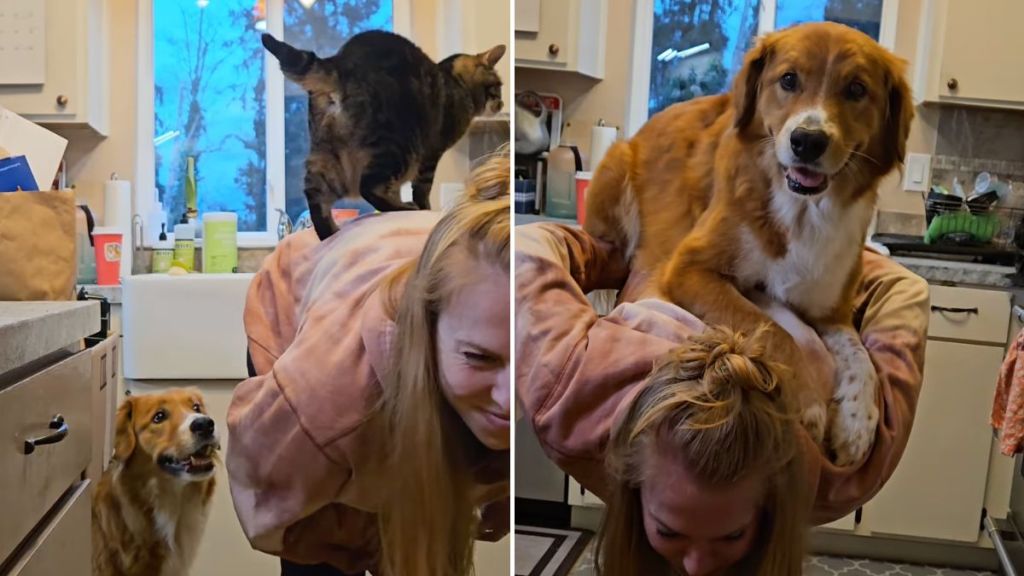 dog jumping owner's back
