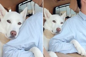 dog shoulder video