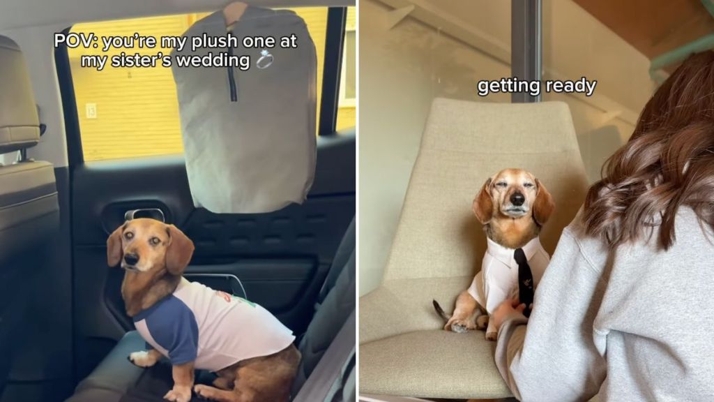 dog wedding video