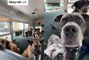 Video: Dogs React to Roll Call on Pup Bus