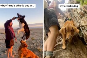 athletic dogs video