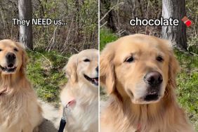 humans need dogs video