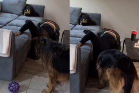 Video of dog and owner searching toy.