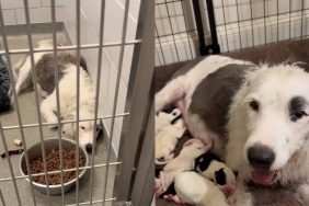 pregnant shelter dog rescue video