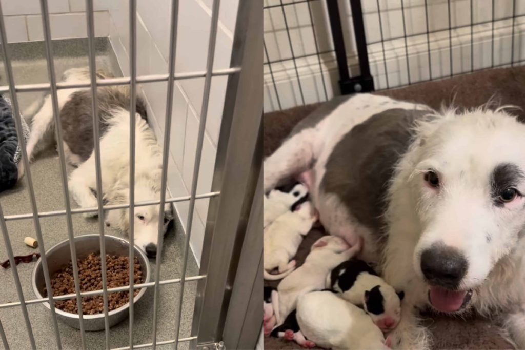 pregnant shelter dog rescue video