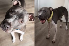rescue dog video