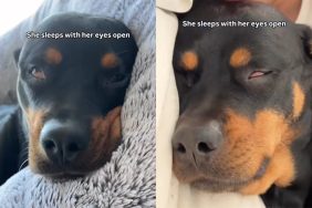 dog unique sleeping habit