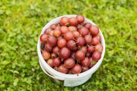 Fresh gooseberries, which are not safe for dogs to eat due to their toxicity.