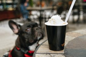 French Bulldog looking at a milkshake on a table.
