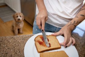 Adorable well trained miniature golden doodle puppy patiently sits and watches his owner make a peanut butter and jelly sandwich.