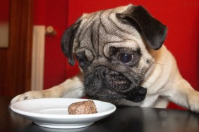 A pug looks longingly at a meatball, which dogs can eat safely if prepared correctly and given in moderation.