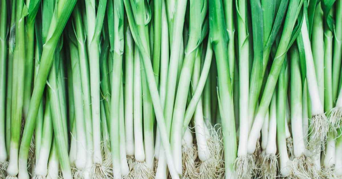 Homegrown farm green onions or scallions.