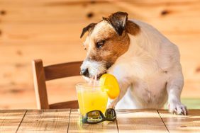 Jack Russell Terrier dog drinking orange juice