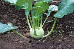 Organic turnip kohlrabi vegetables in vegetable garden.