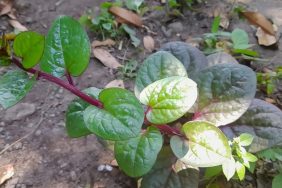 Young Malabar spinach plant or Basella alba.