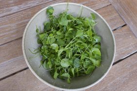 A photo of watercress in a bowl. Dogs cannot eat watercress as it can cause gastrointestinal upset.