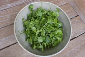 A photo of watercress in a bowl. Dogs cannot eat watercress as it can cause gastrointestinal upset.