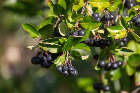 Chokeberries on the branch.