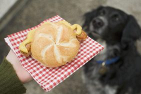 Hand holding sausage (bratwurst) in bread roll, dog in background