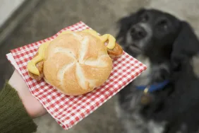 Hand holding sausage (bratwurst) in bread roll, dog in background