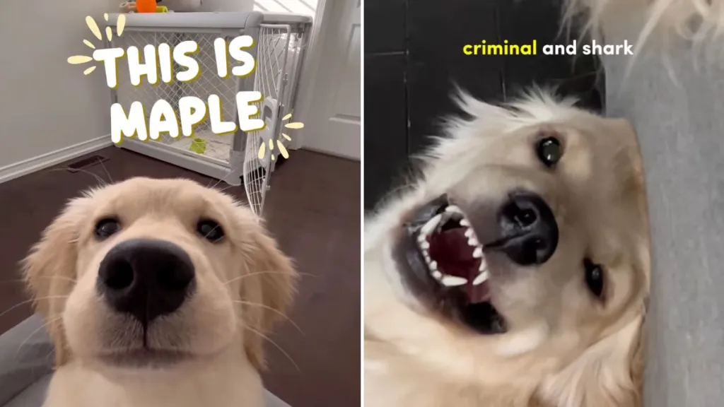 golden retriever dog owner innocent