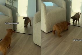 Video: Puppy Engages in Stare-Down With His Mirror Reflection