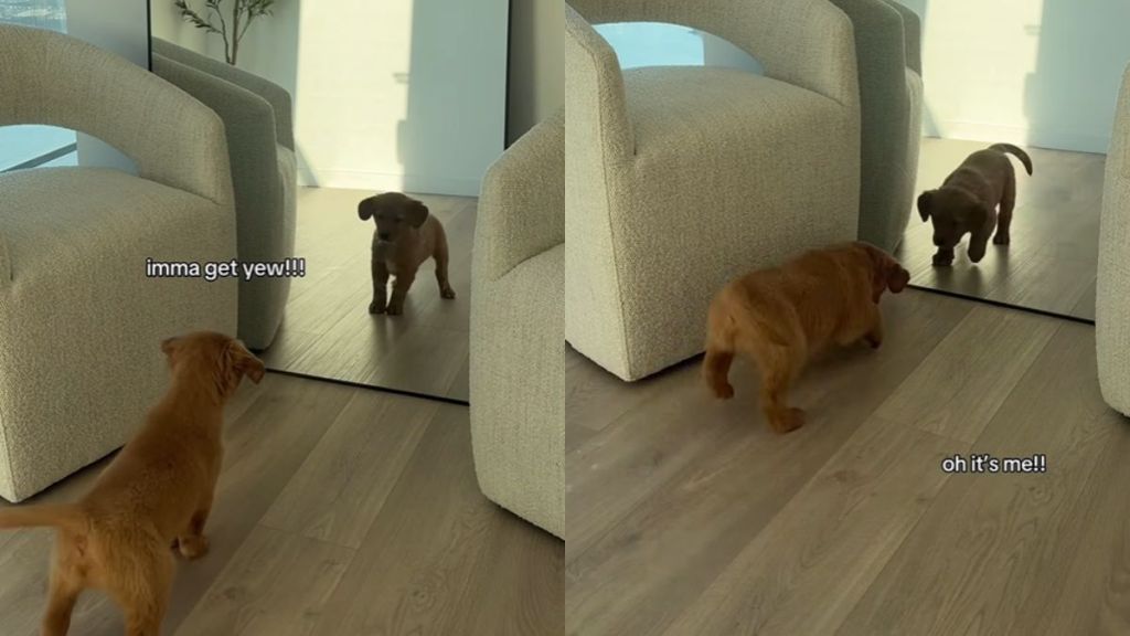 Video: Puppy Engages in Stare-Down With His Mirror Reflection
