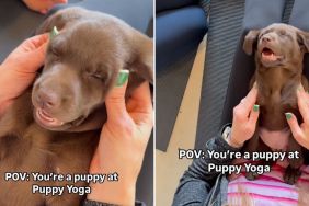 puppy yoga video