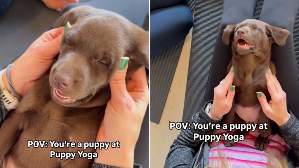 puppy yoga video