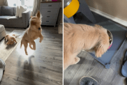 puppy sit command video