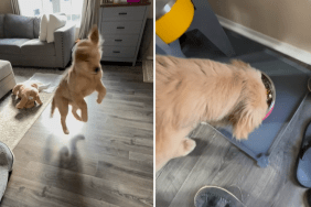 puppy sit command video