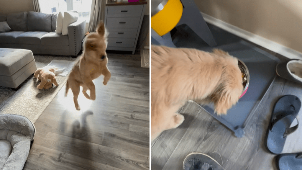 puppy sit command video