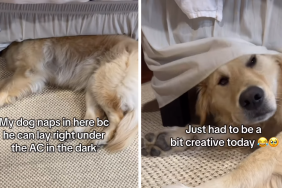 dog lights on reaction