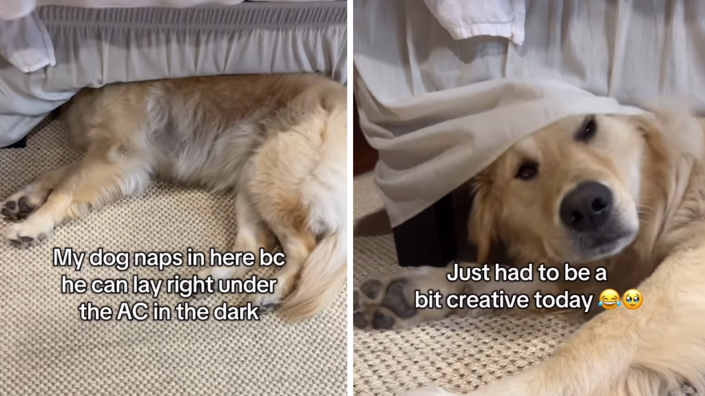 dog lights on reaction