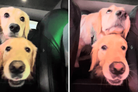 dog car wash