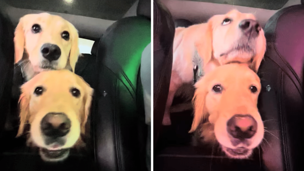 dog car wash