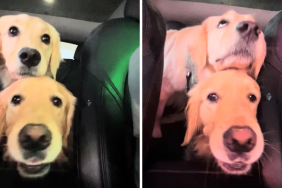 dog car wash