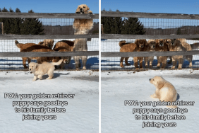 golden retriever puppy video