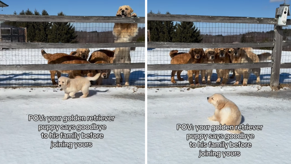 golden retriever puppy video