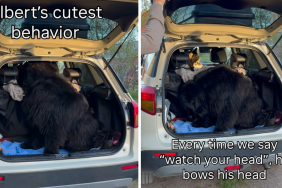 dog door video