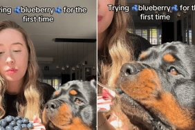 dog blueberry video