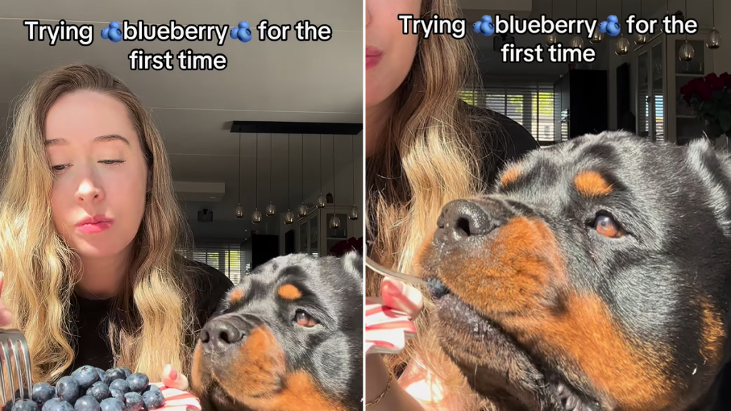 dog blueberry video