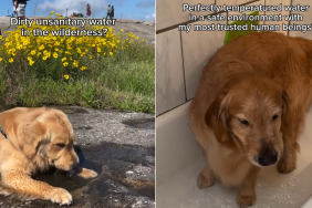 dog instagram video