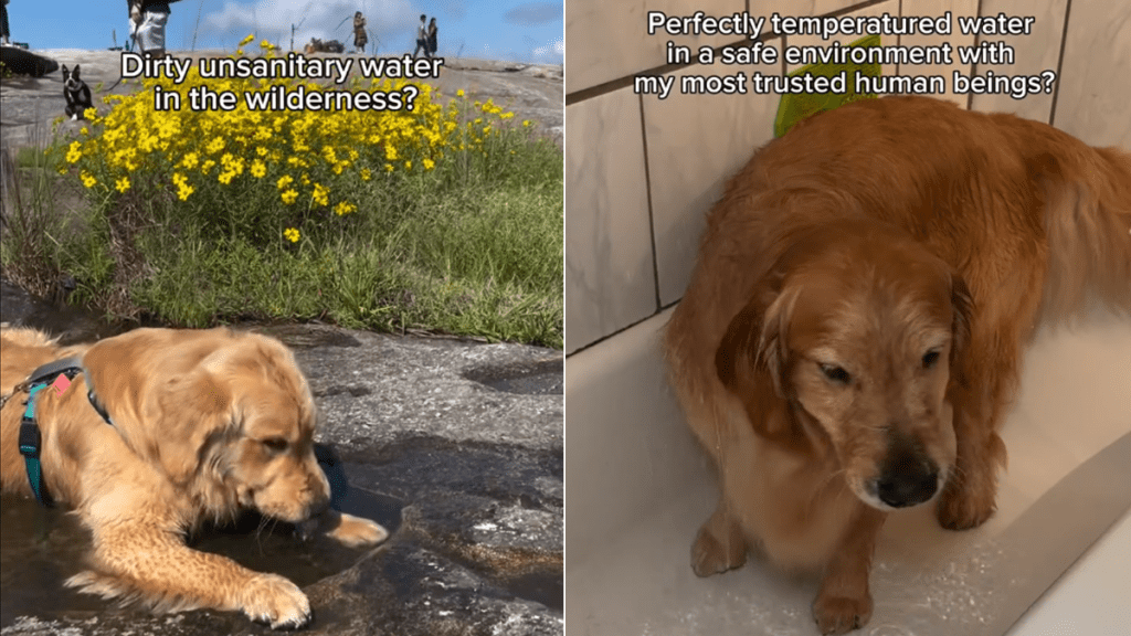 dog instagram video
