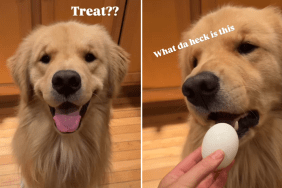 dog treat video