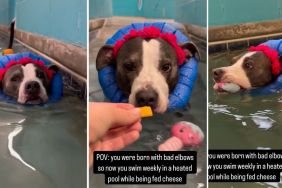 Pit Bull cheese therapy video