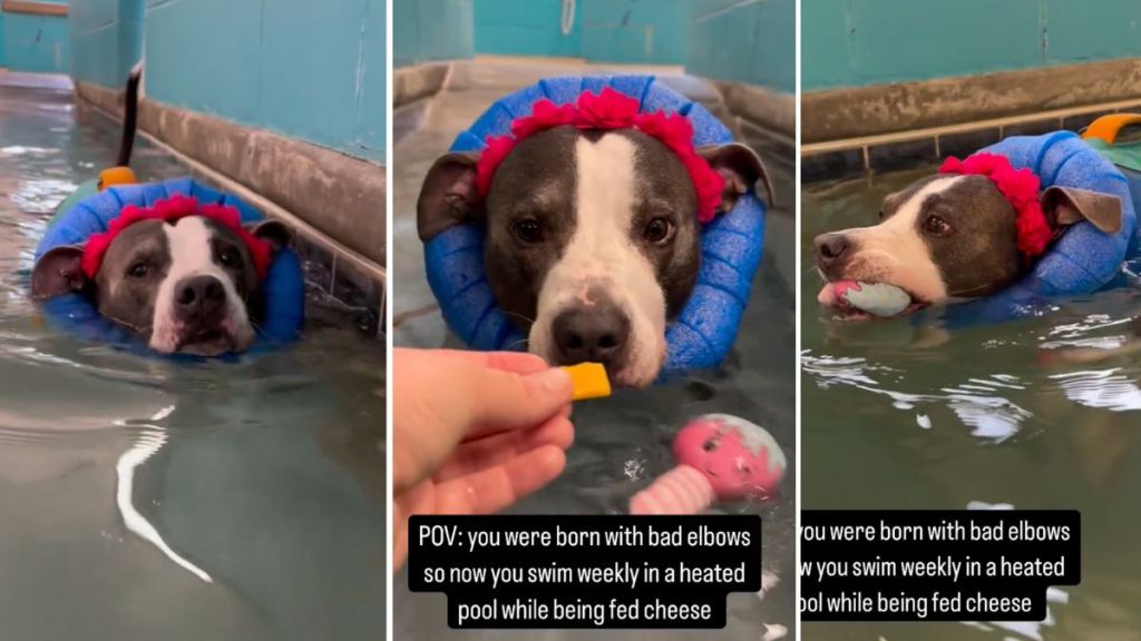 Pit Bull cheese therapy video