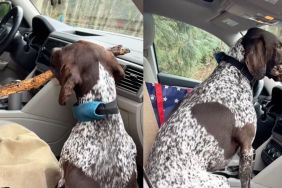 dog stick video
