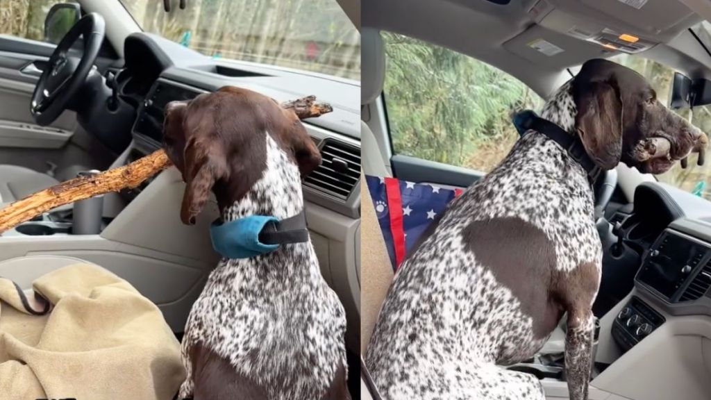 dog stick video