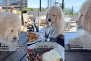 Golden Retriever puppy brunch